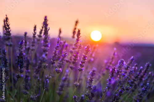 Lavender flowers at sunset in Provence, France. Macro image, shallow depth of...