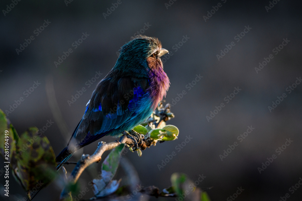 Fototapeta premium Piepmatz am Morgen