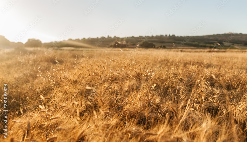 Wheat field at sunset