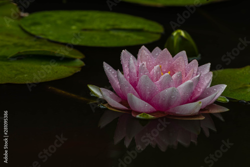 Water Lily in the pond