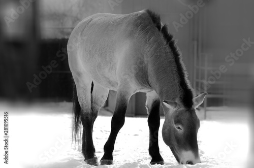 Przewalski's Horse or Dzungarian Horse, is a rare and endangered subspecies of wild horse (Equus ferus) native to the steppes of central Asia, specifically China and Mongolia photo