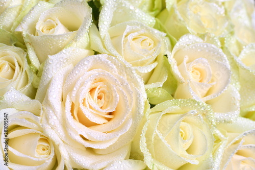 Light pink and green roses covered with water droplets