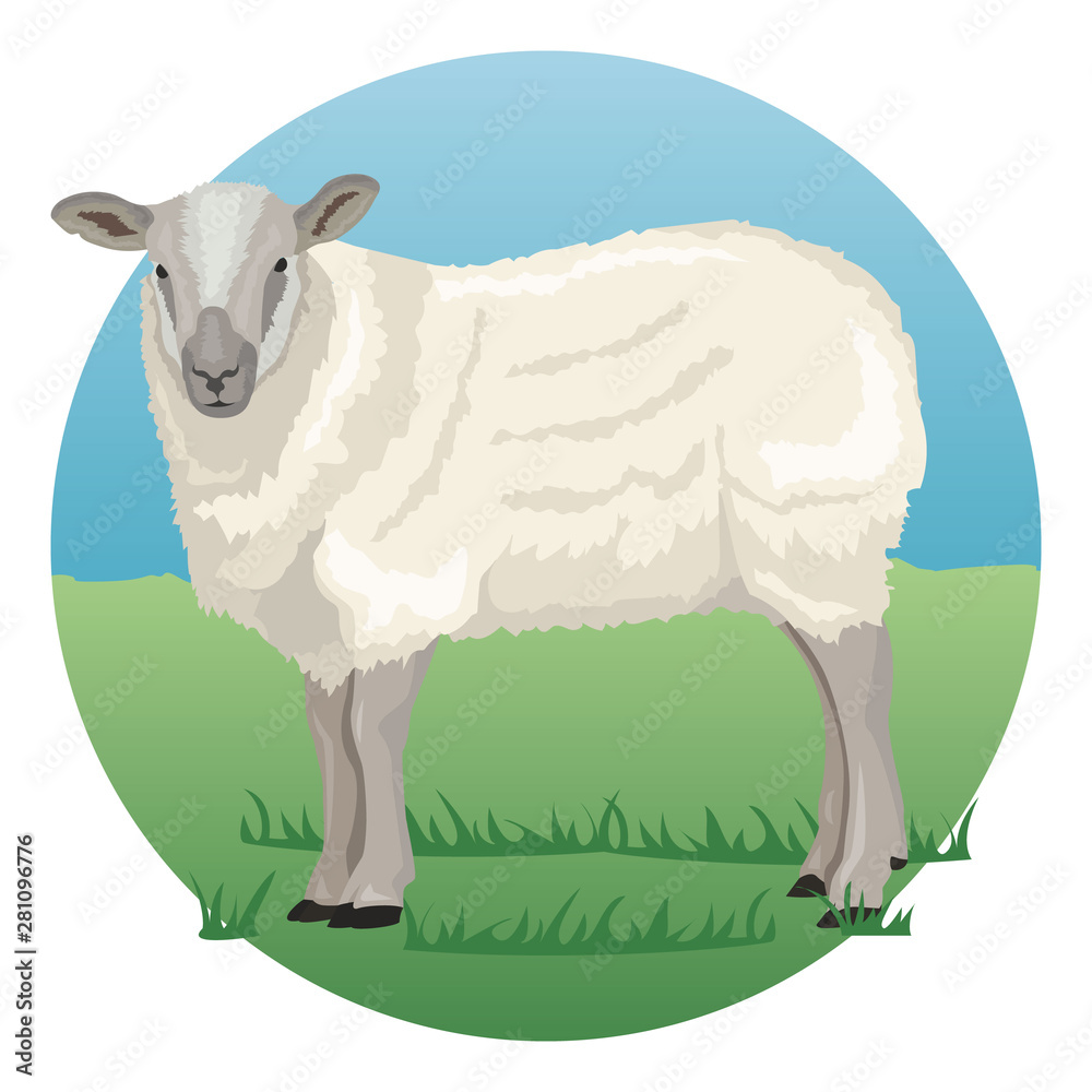 Sheep on grass Sheep on grass
