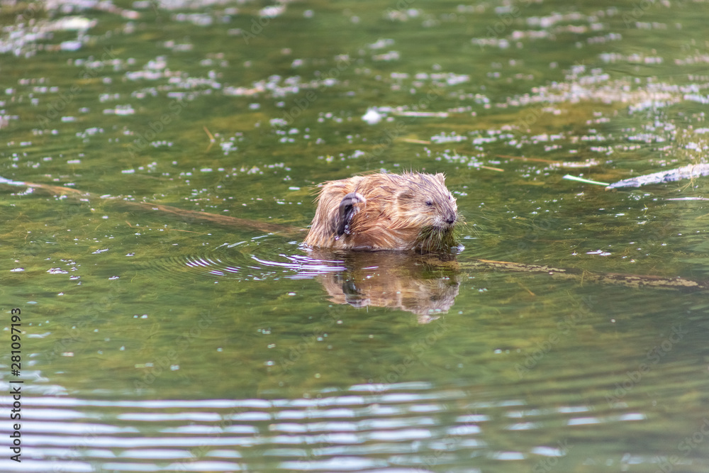 Fototapeta premium Omsk, Russia - July 29, 2019: beauty of our city center Omsk