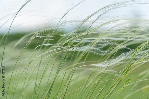 Feather Grass in the meadow inflates the wind photo