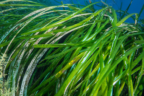 Seagrass   Posidonia oceanica  mediterranean sea.
