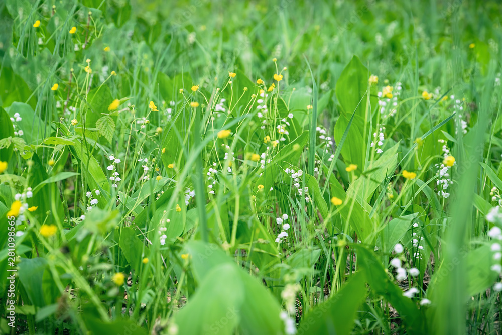 Wild green meadow with Lily of valley and Buttercup flowers Wild green meadow with Lily of valley and Buttercup flowers