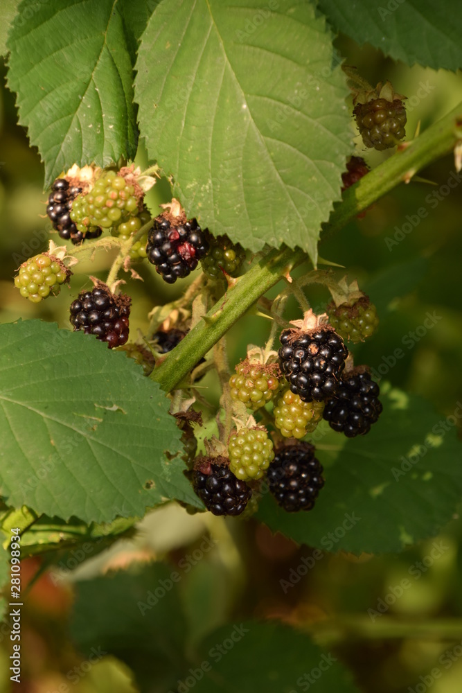 sun-ripened wild blackberries - waiting to be harvested