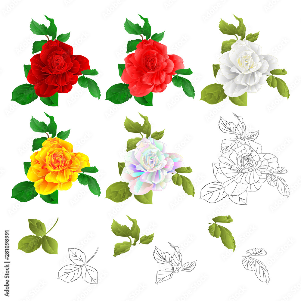 Rose red pink white yellow colored and outline with buds and leaves natural watercolor vintage on white background vector illustration editable hand draw Rose red pink white yellow colored and outline with buds and leaves natural watercolor vintage on white background vector illustration editable hand draw