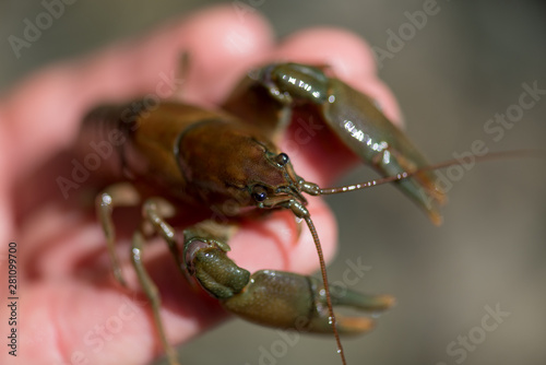 Held Crawfish photo