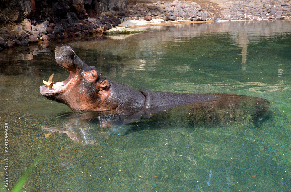 Fototapeta premium Big Male Hippopotamus with his Head out of the Water and his Mouth Wide Open