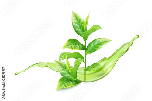 Realistic green tea branch with water splash. Vector illustration