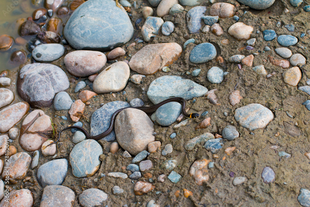 Photo of little grass snake crawling on the stones Photo of little grass snake crawling on the stones