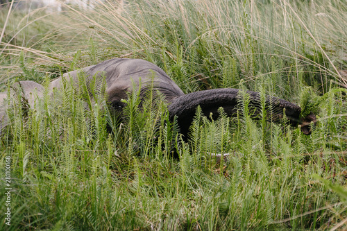 Free living elephant picking grass