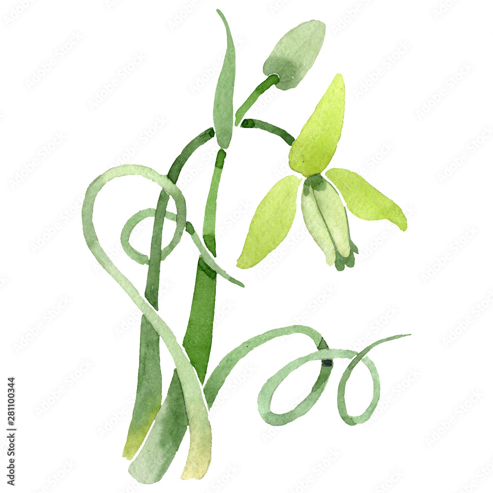 Obraz premium Albuca canadensis floral botanical flower. Watercolor background set. Isolated albuca illustration element.