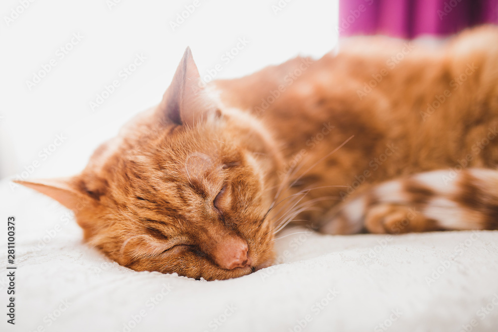Close-up muzzle of a sleeping adult red cat