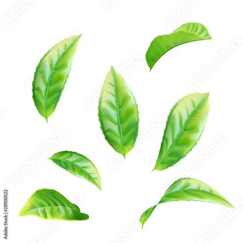 Realistic green tea leaves set. Vector illustration
