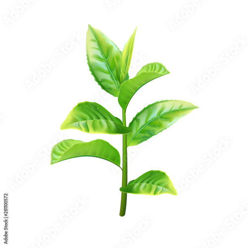 Realistic green tea branch. Vector illustration