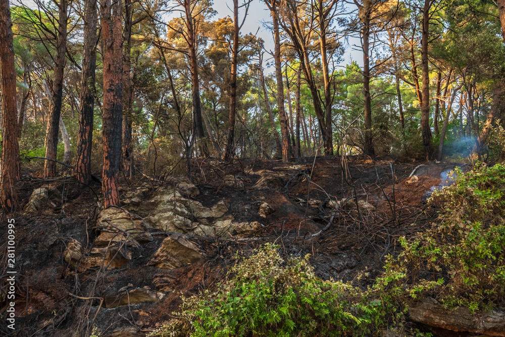 Burnt earth after a fire in a pine forest. Burnt branches and tree trunks.