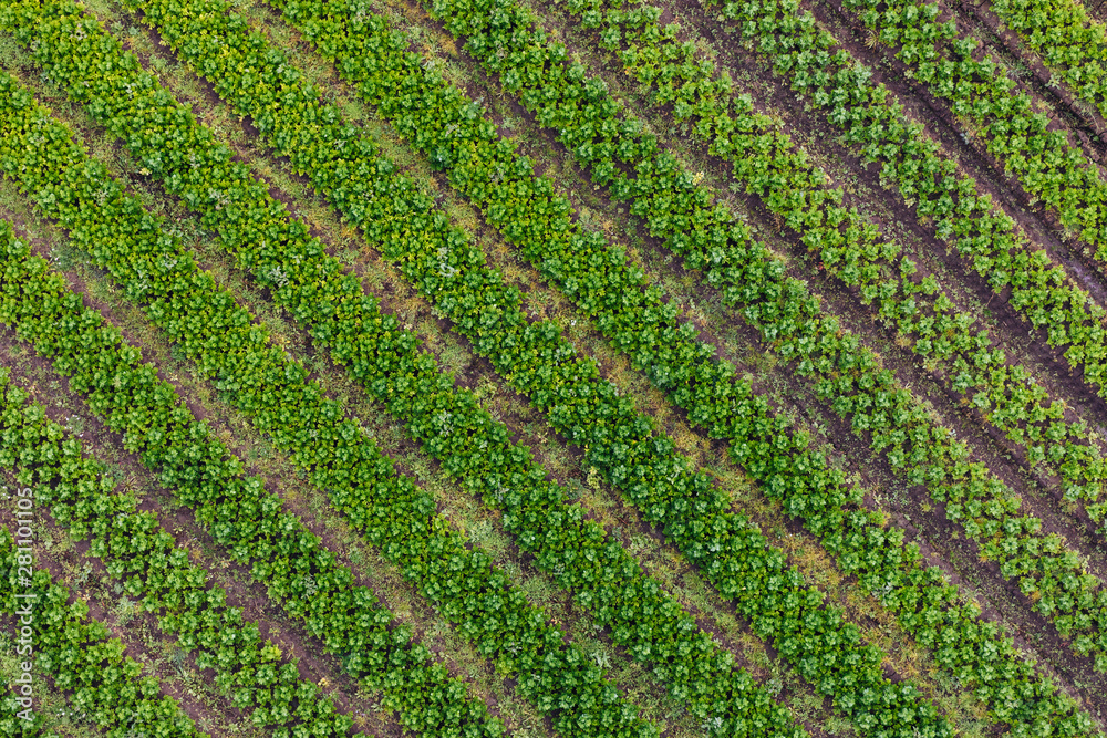 A large green plantation from above A large green plantation from above