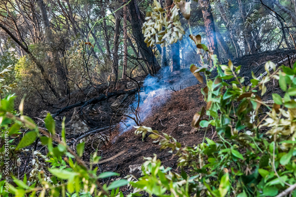 Smoke and burnt earth after a fire in a pine forest. Burnt branches and tree trunks. Smoke and burnt earth after a fire in a pine forest. Burnt branches and tree trunks.