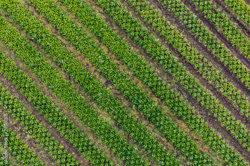 A large green plantation from above
