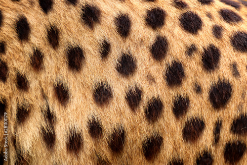 Fotografia Colour texture fur cheetah