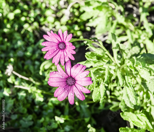 Delicate purple chrysanthemum. Petals of flowers in drops of water.