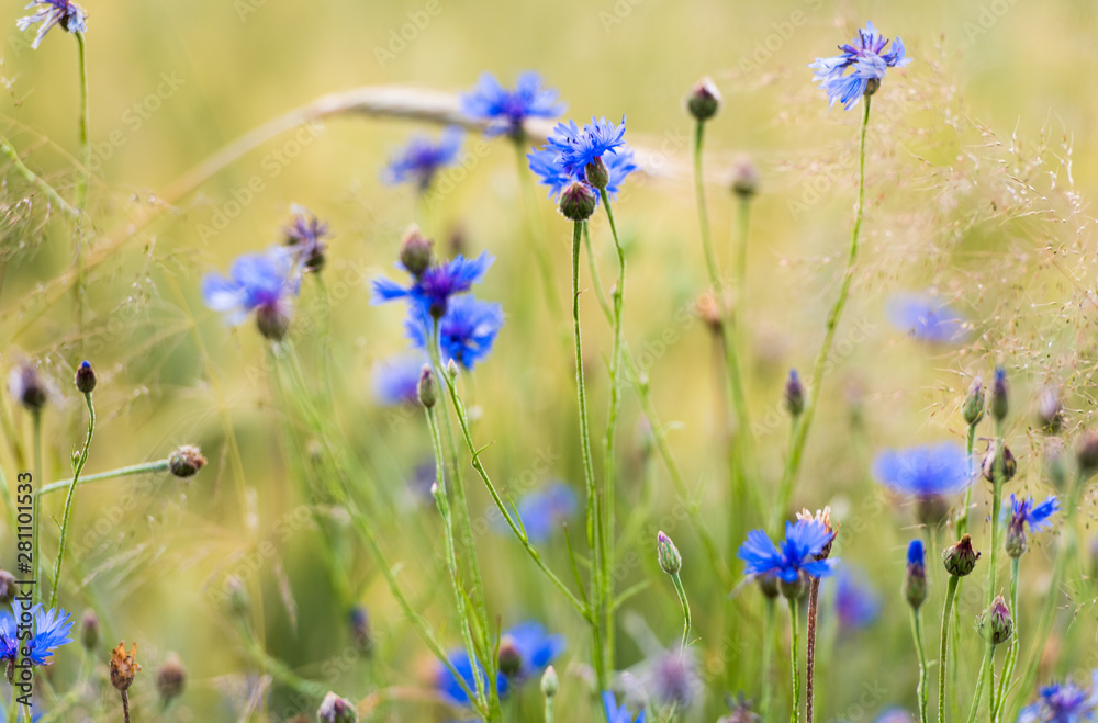 Cornflowers. Fresh. Summer flowers field. Beautiful blue flowers. Close up. Out of focus. Bluebottle in the middle of the wheat field. Cornflowers. Fresh. Summer flowers field. Beautiful blue flowers. Close up. Out of focus. Bluebottle in the middle of the wheat field.