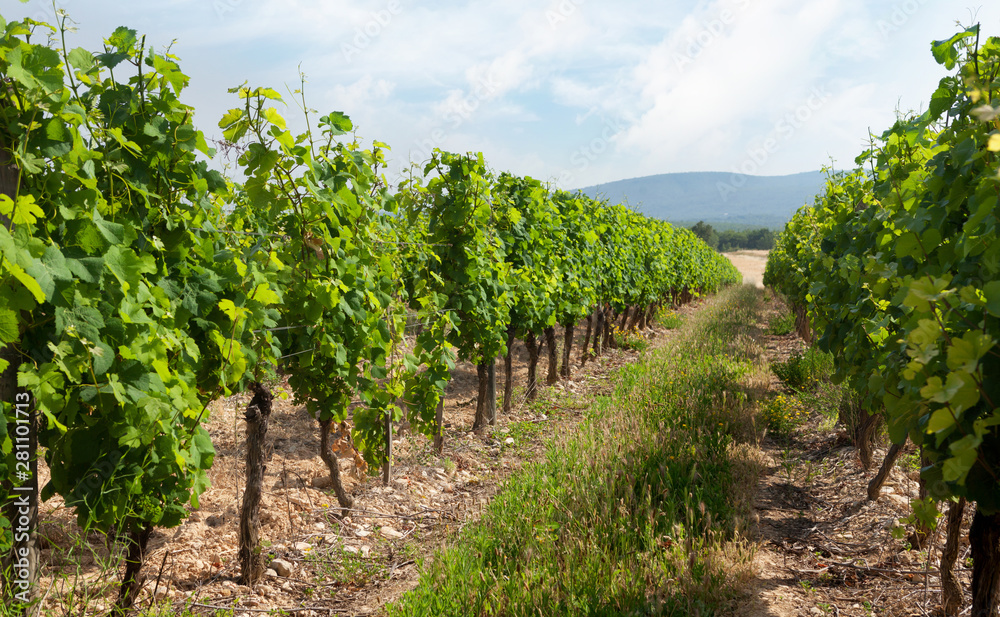 Landscape of vineyard