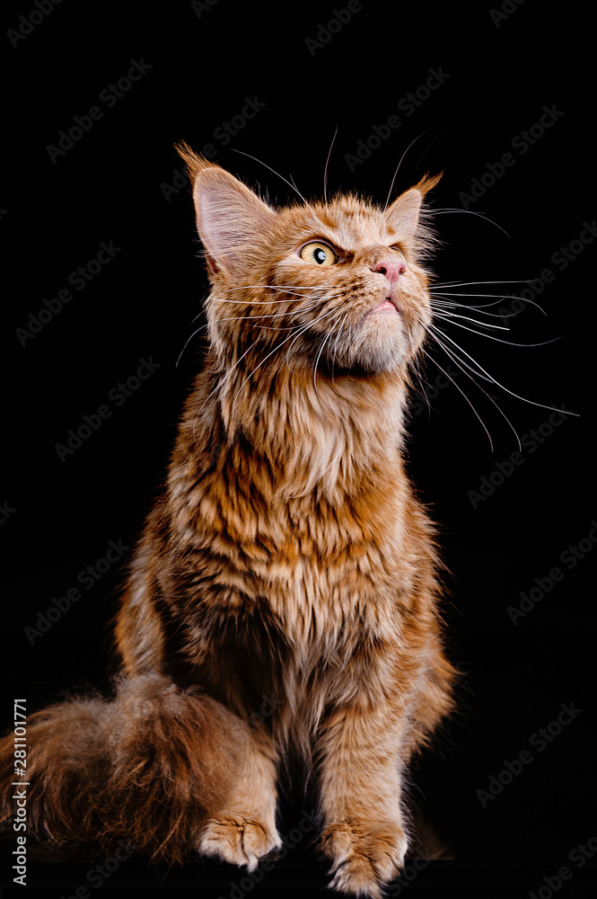 Fototapeta premium Photoshoot ginger cat champion breed Maine Coon in the studio. Predatory, aggressive look. Attack, hunt