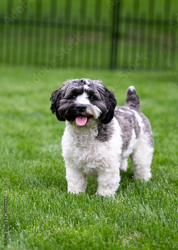 Smiling Black & White Havapoo on green grass