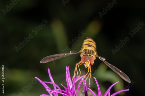 Marmalade hoverfly photo