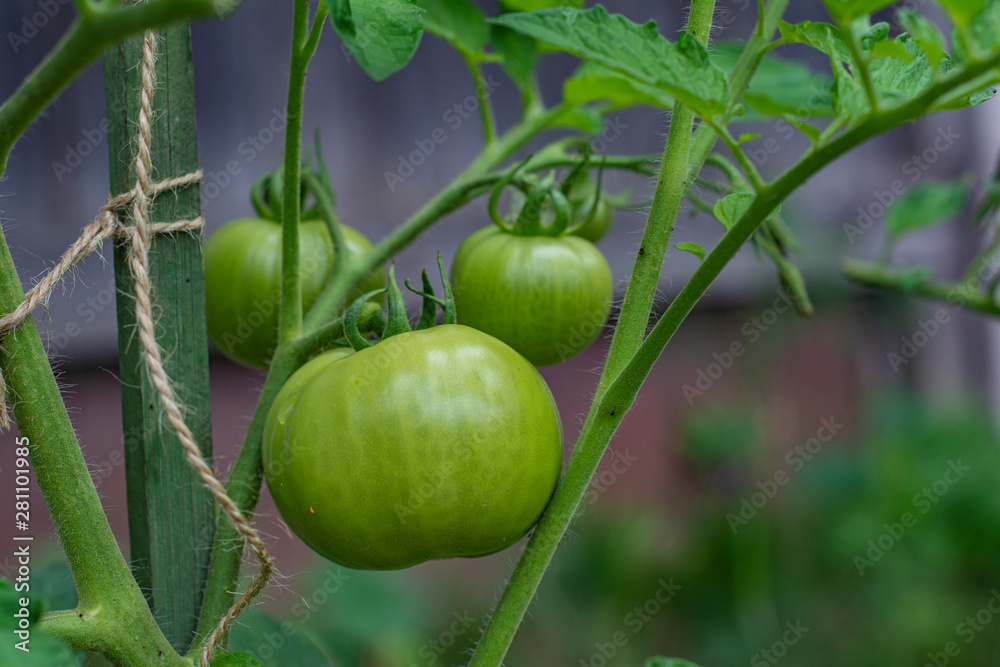 Ripening unripe green tomatoes growing on a garden bed Ripening unripe green tomatoes growing on a garden bed
