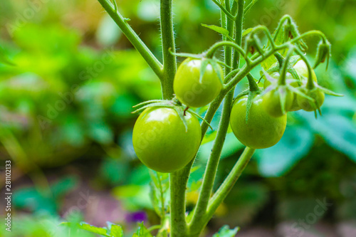 Ripening unripe green tomatoes growing on a garden bed photo