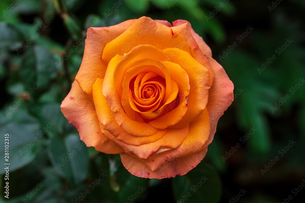 Close up of beautiful fresh orange roses with green leaves in the garden. Selective focus. Close up of beautiful fresh orange roses with green leaves in the garden. Selective focus.