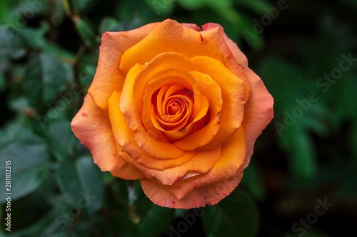 Close up of beautiful fresh orange roses with green leaves in the garden. Selective focus.