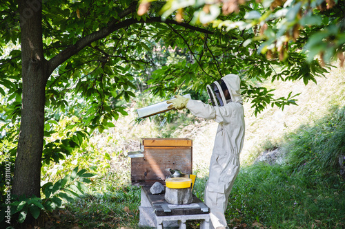 Beekeeper opens a beehive photo