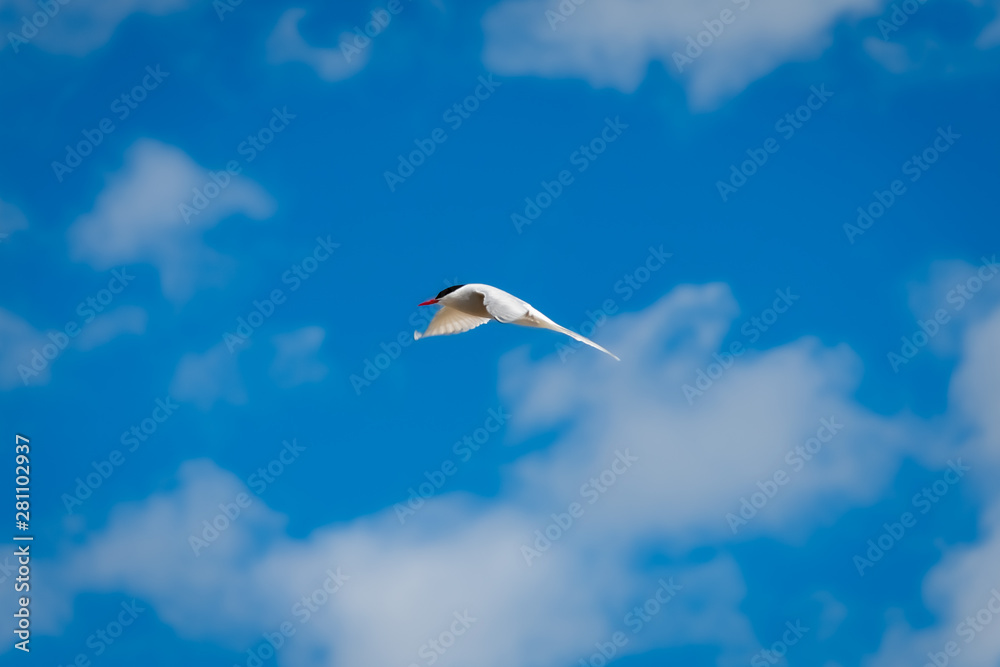 Beautiful sterna hirundo in full flight, at the Bothnian Sea in east Sweden in the nature preserve Hornslandet Beautiful sterna hirundo in full flight, at the Bothnian Sea in east Sweden in the nature preserve Hornslandet