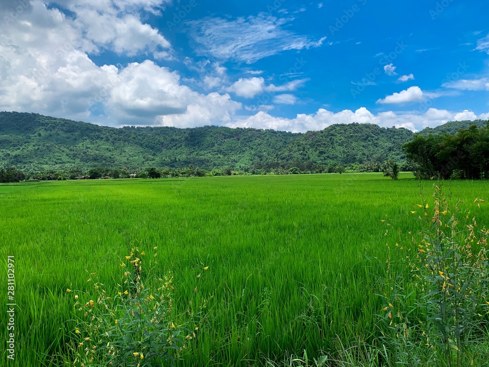 Cornfield rice green, mountain and blue sky in Thailand