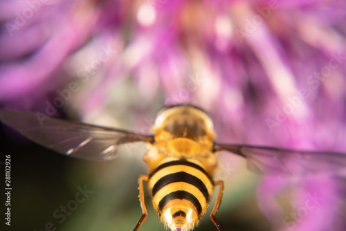 Marmalade hoverfly photo