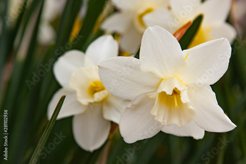 white daffodils © fgsmiles