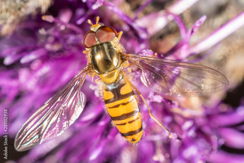 Hoverfly photo