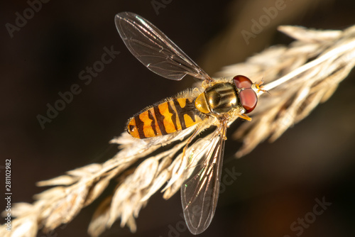 Hoverfly on a straw photo