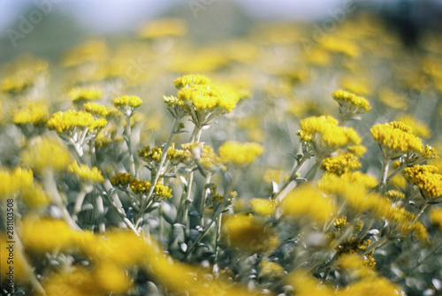 Santolina, yellow flower growing in Sicily photo