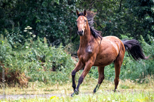 A portrait of a horse trying to stop after running for a while around in the field in front of a forest.