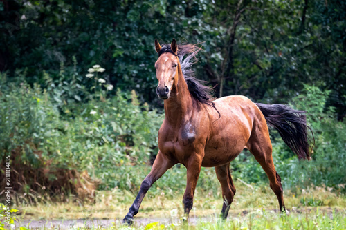A portrait of a horse almost completely after running for a while around in the field in front of a forest.