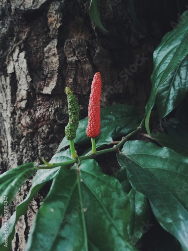 Long Pepper photo