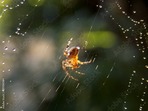 spider on spider web with rain drops