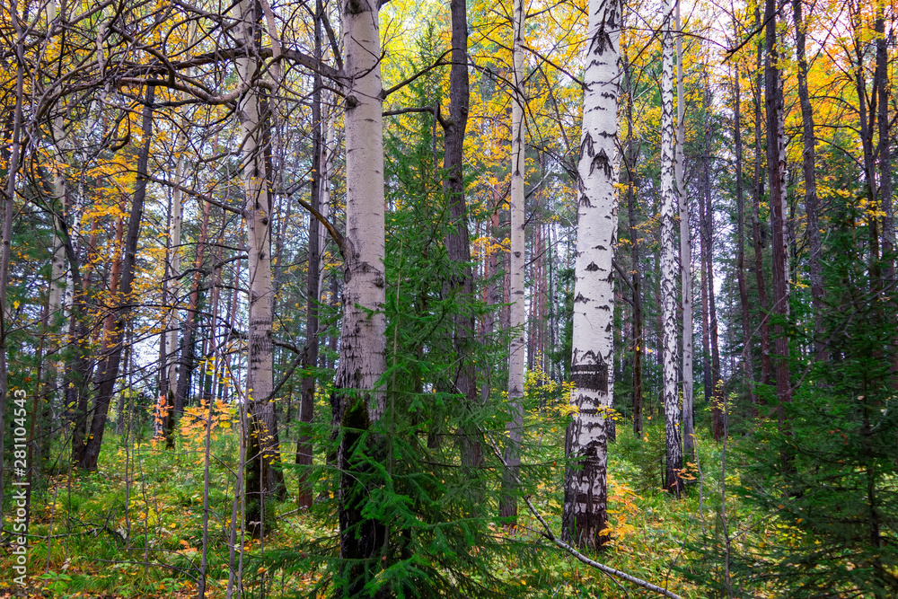 Fototapeta premium Sunset at the forest edge. Autumn landscape.